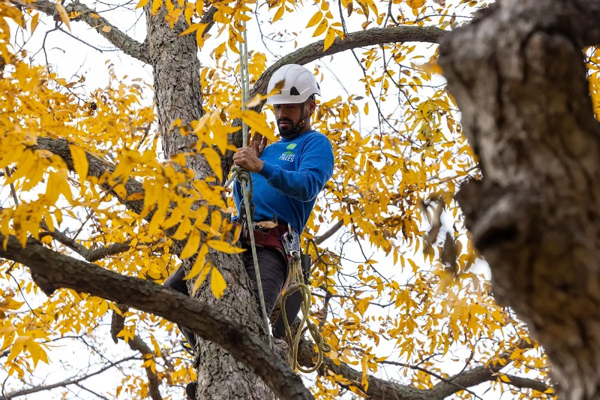 Skilled Tree Trimming crew working in Ewan